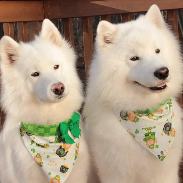 Starter Bundle (St. Patrick's Day) for wholesale by Chloe & Max LLC