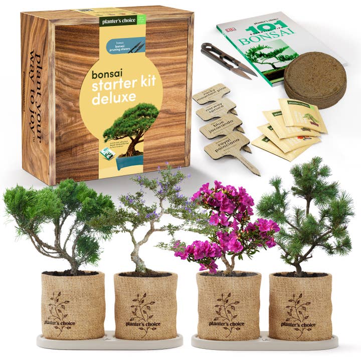 Planter's Choice - Wholesale DIY Craft Kit - Bonsai Growing Kit5