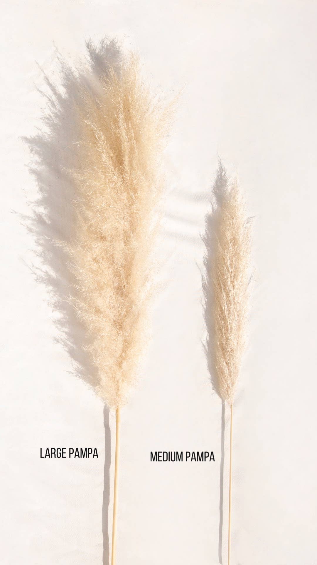 My pampa blooming - Wholesale Dried/Pressed Flowers - Fluffy Natural Dried Pampas Grass (Natural Color) - size M3