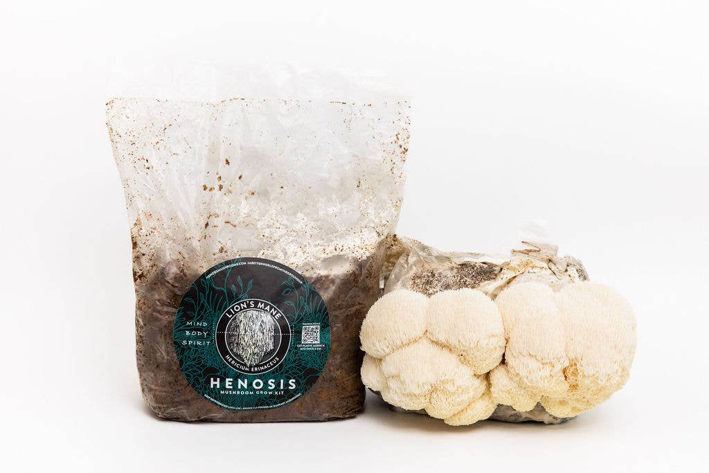HENOSIS - Wholesale DIY Food Kit - Lion's Mane Mushroom Grow Kit8
