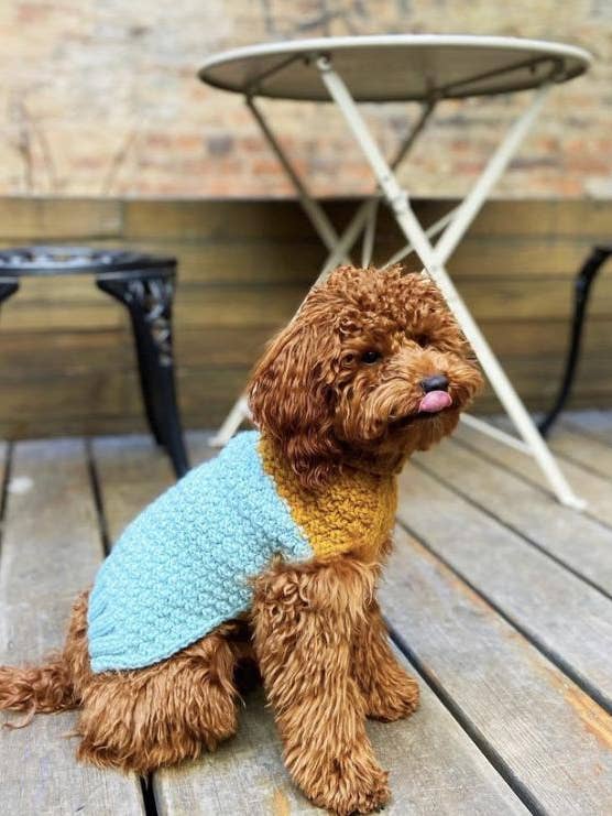 Chandail pour animaux de compagnie The Shoreline Colorblock pour la vente par Leni Knits Limited