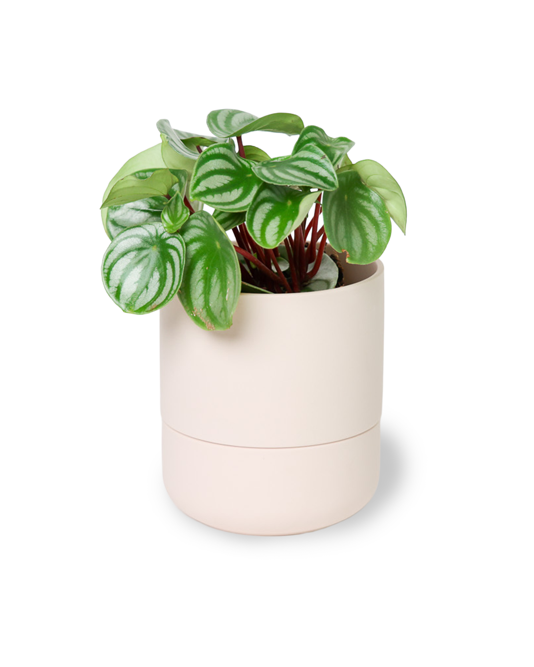 Chive - Vente Pot - Ryan Pots de Plantes d'Intérieur Auto-Arrosants27