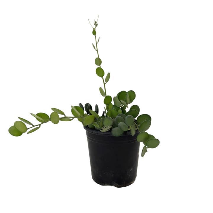 Silver Dollar Vine | 6 inch | Xerosicyos danguyi for wholesale by Succulent Wholesale