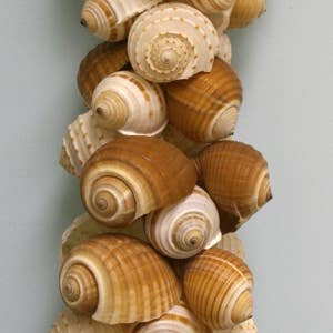 Tonna Shell Garland for wholesale by Seasonal by Contrast Inc.