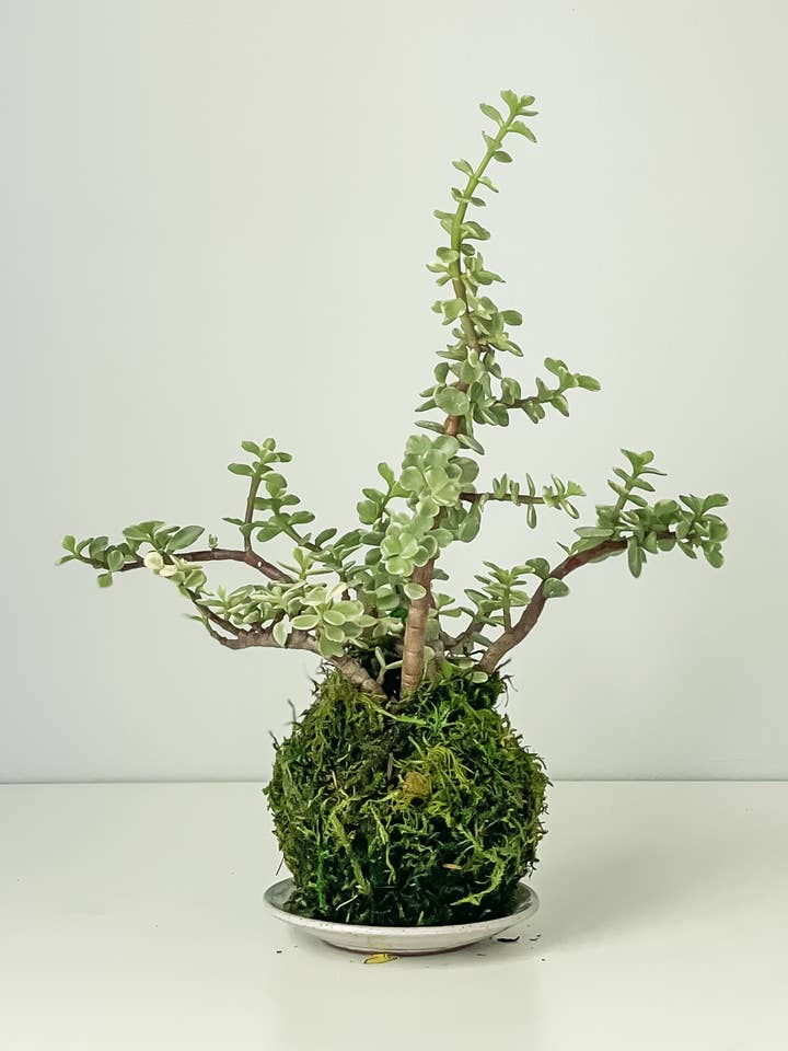 Elephant Bush Variegated Kokedama for wholesale by White Stable Farms