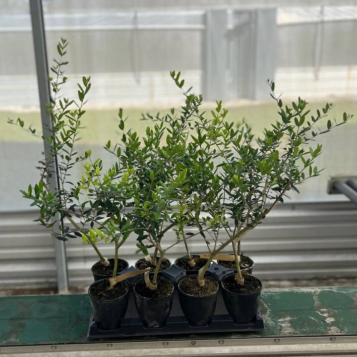 The Old Yew Plant Shop - Wholesale Live Plant - Arbequina Olive Tree – Live Plant