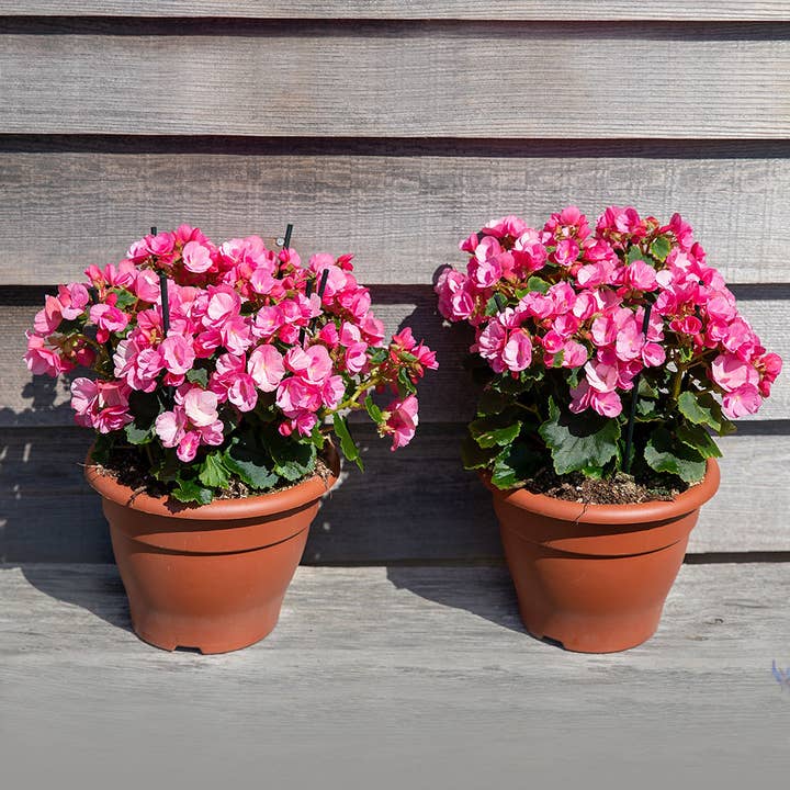 The Little Botanical – wholesale Live plant – British Grown Betulia - Light (Candy) Pink