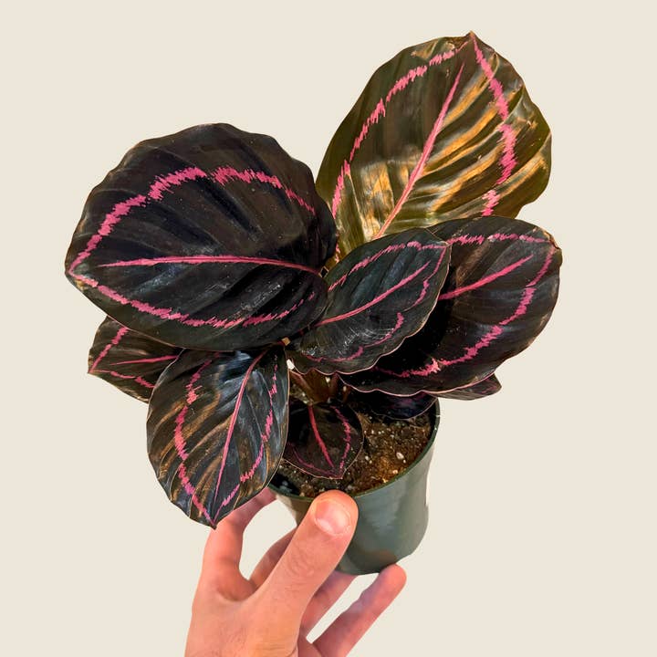 4" Calathea Dottie for wholesale by The Greenhouse Wholesale