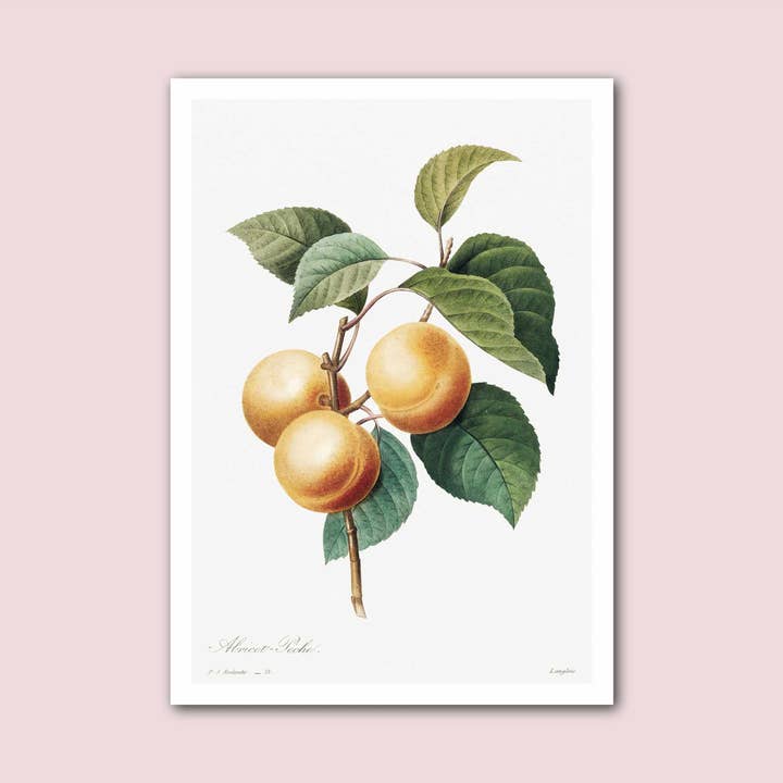 Peaches Vintage French Botanical Print for wholesale by Holland Road Prints