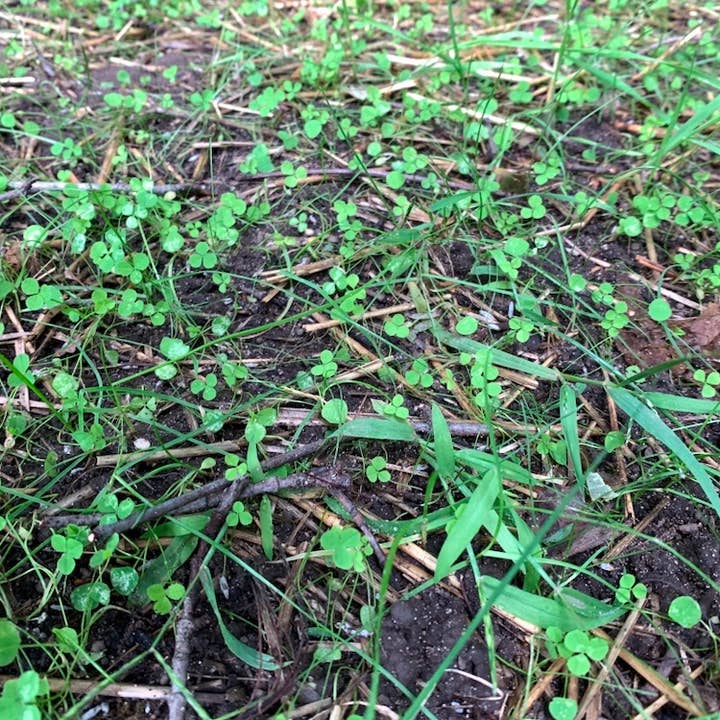 Flawn Seed Kits - Wholesale Plant Seeds - Micro Clover Seed Compostable Pouch w/Hang Hole
