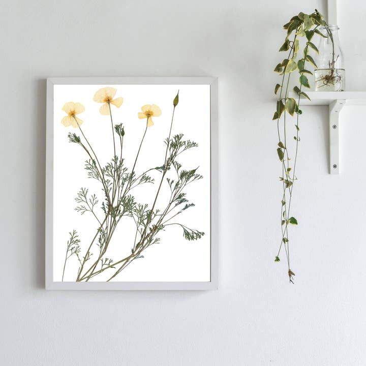 Imprimé Poppy de Californie - I pour la vente par Little Green Herbaria
