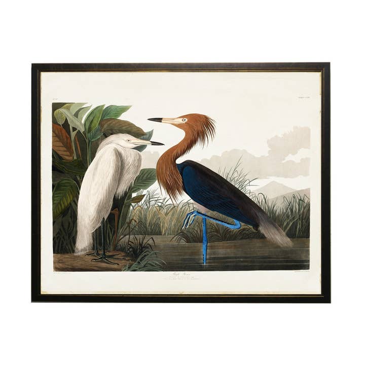 Antique Curiosities Inc - Vendita all'ingrosso Stampa artistica - Gabbiano bianco e gru blu scuro/marrone