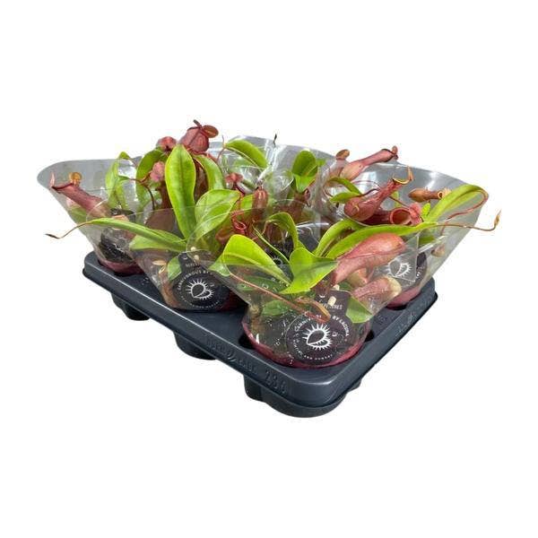 Oasis of Life - Wholesale Live Plant - Carnivorous Plant – Nepenthes Alata – Pitcher Plant – Ø12cm – ↕17cm – Exotic Houseplant with Decorative Pitcher Traps – Easy to Care for & Decorative0