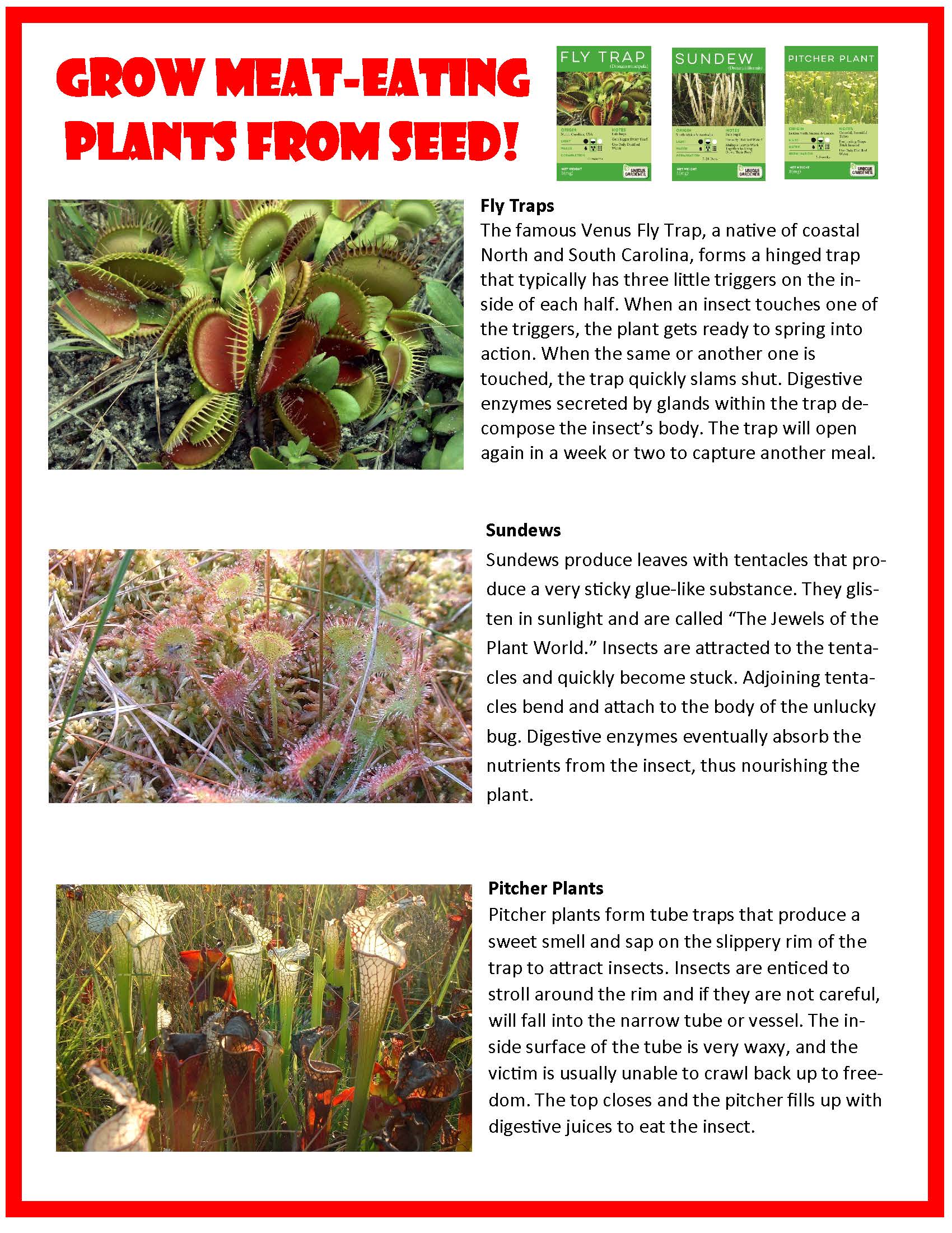 Silver Circle Products - Wholesale DIY Craft Kit - Kids - Carnivorous Creatures Biosphere Meat-Eating Terrarium Kit8