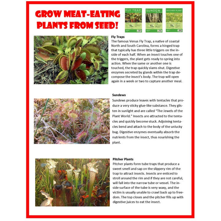 Silver Circle Products - Wholesale DIY Craft Kit - Kids - Carnivorous Creatures Biosphere Meat-Eating Terrarium Kit8