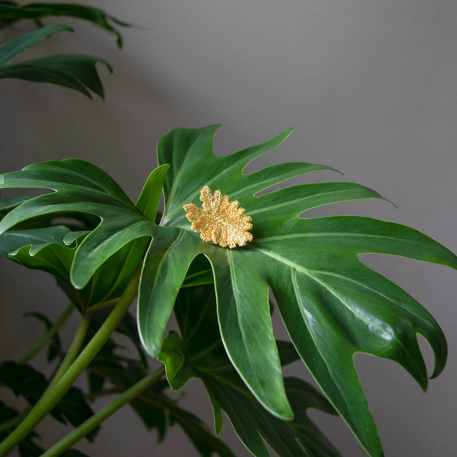 Botanopia - gifts , decor and cards for plant lovers - Venta al por mayor Broches - Broches bordados dorados - 3 hojas tropicales (Aroides)4