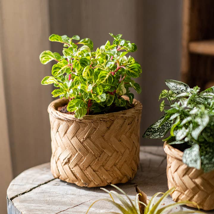 Rustic Reach - Wholesale Plant Pot - Bamboo Looking Cement Planter