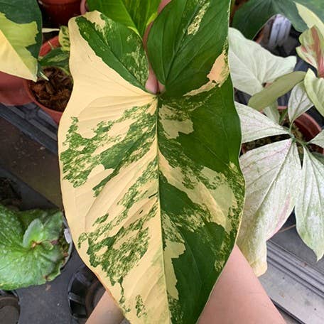 OrchidBox - Wholesale Live Plant - Syngonium podophyllum 'Aurea Variegata' variegated 2.5"
