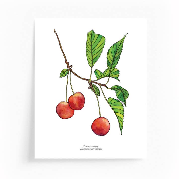 Cherry Botanical Illustration 8x10 Print for wholesale by Wander & Gather