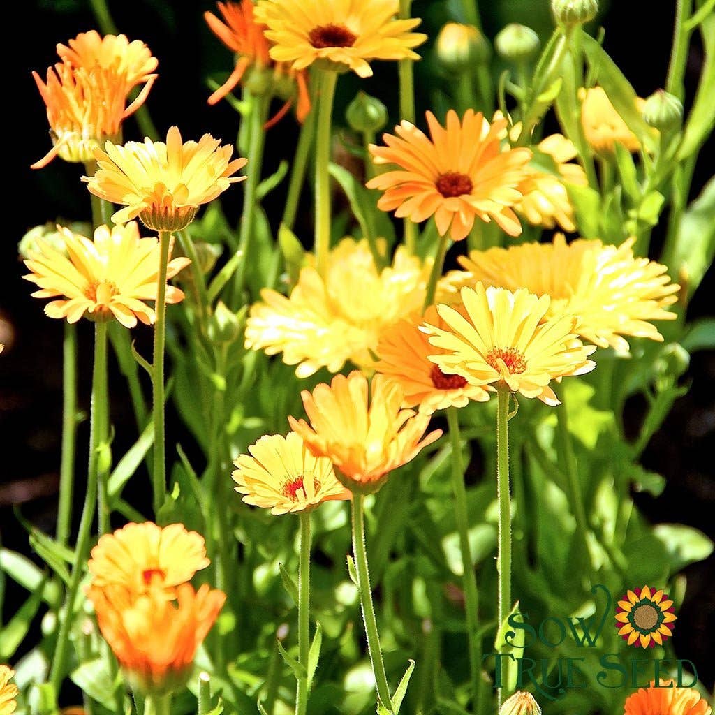 Sow True Seed - Wholesale Plant Seeds - Calendula Seeds - Pacific Beauty3