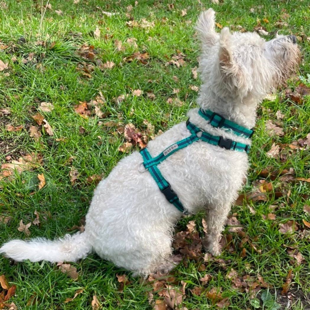 Reg&Bob - Wholesale Pet Harness - Dog - Reg&Bob Harness - S/M - Jade stripe4