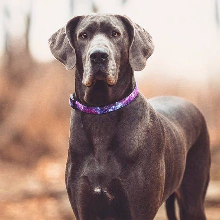 Dizzy Dog Collars – Engroshandel Halsbånd - Hund – Galaxy hundehalsbånd1