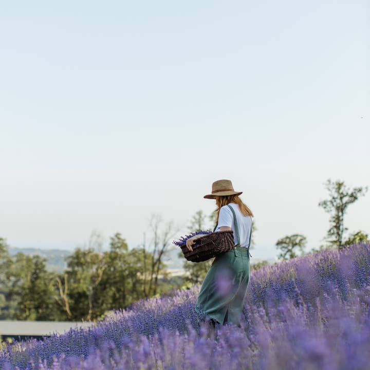 Lavender Water - 1000ml. for wholesale by Sabish Naturals