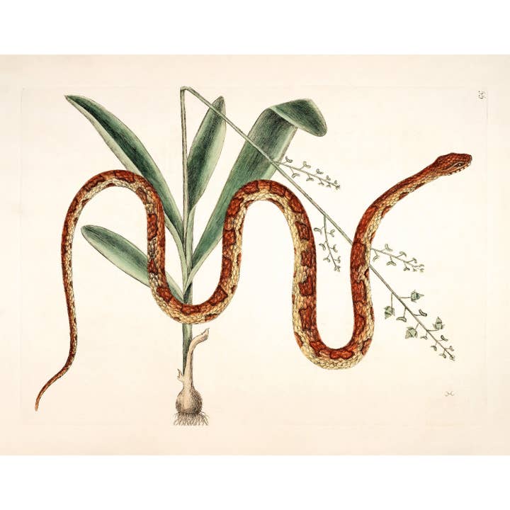 Corn snake & plant | Antique Mark Catesby | Natural history of Carolina art | Modern vintage décor | Eco-friendly gift for wholesale by Rock Paper Scissors Wall Art