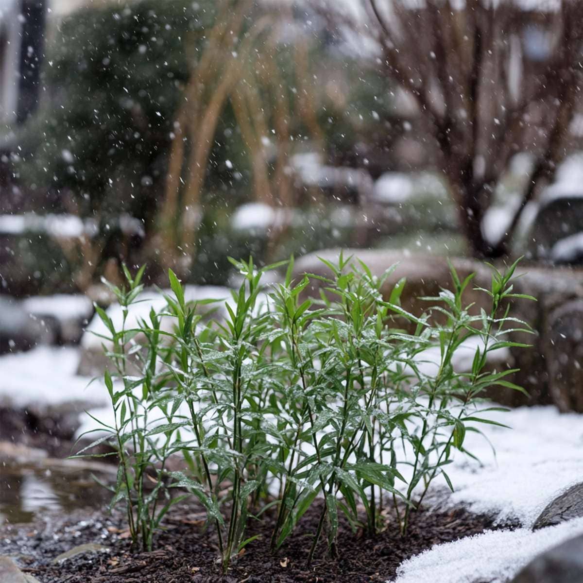 Oasis of Life - Wholesale Live plant - Bamboo – 3 Fargesia Rufa Plants – Green Garden Bamboo – Evergreen, Hardy & Non-Invasive – Ideal as Hedge or Container Plant – Easy to Care for & Robust – Height 25–40cm – Ø13cm5