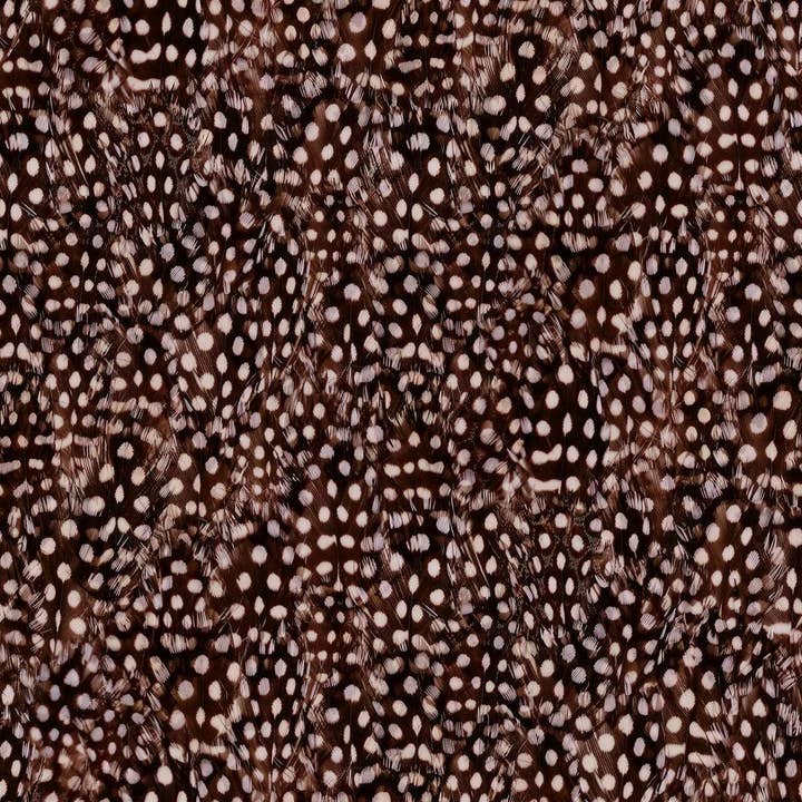 Spotty Bird Feathers Wallpaper for wholesale by Mineheart