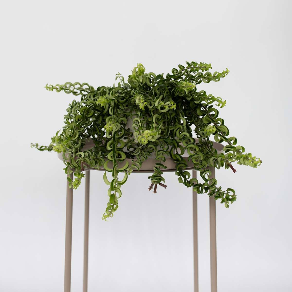 Oasis of Life – wholesale Levande växt – Läppstiftsväxt – Aeschynanthus Pulcher "Twister" – Tropisk hängväxt med röda blommor – Höjd 20–30 cm – Ø15 cm – Lättskött krukväxt & blickfång för ljusa rum4