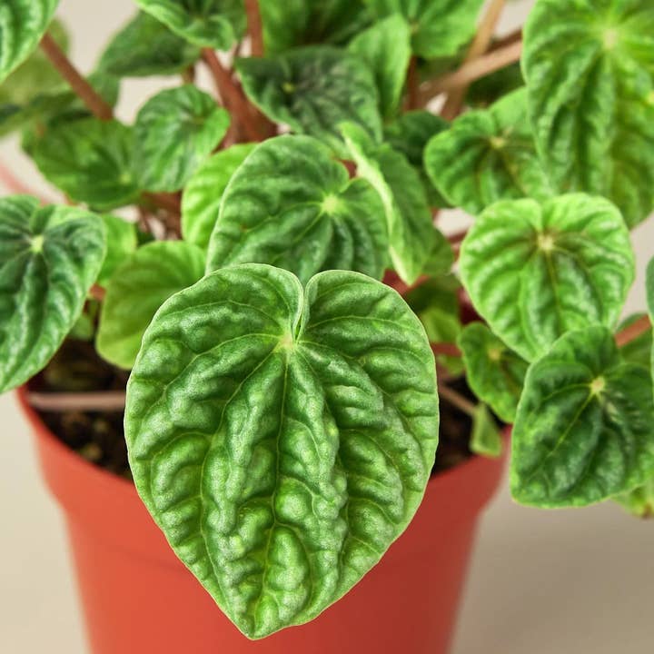 Bumble Plants - Wholesale Live Plant - Peperomia Emerald Ripple Pepper4