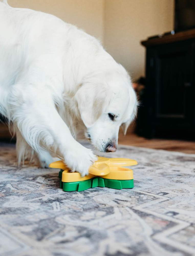 ZippyPaws - Wholesale Pet Toy - Dog - SmartyPaws Puzzler - Sunflower - Interactive Dog Toy4