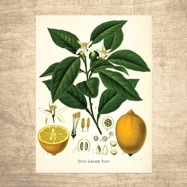 Botanisk citron illustration för wholesale av Lettered & Lined