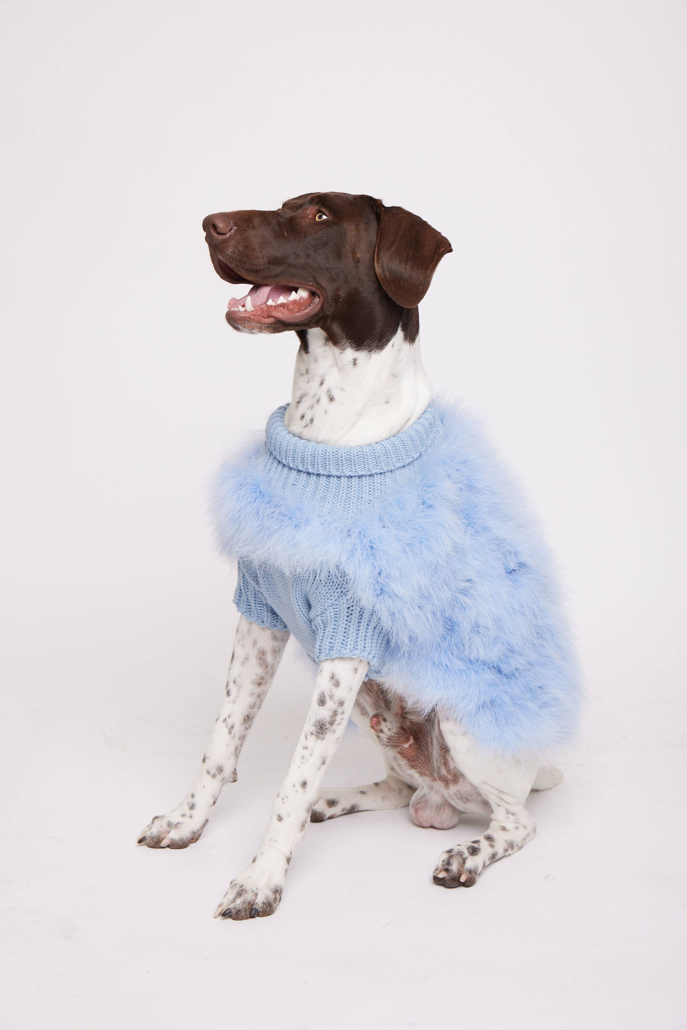 maxbone - Wholesale Pet Sweater - Dog - Christian Cowan x maxbone Dog Jumper 1