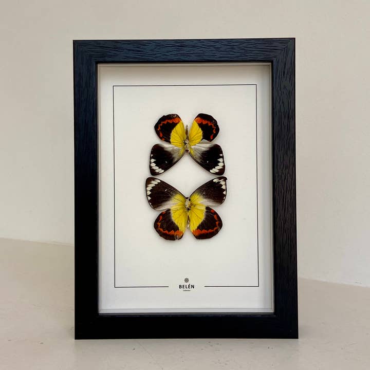 Belén Collection - Wholesale Wall Accent - PUNO DOUBLE Butterflies Frame Delias Timorensis0