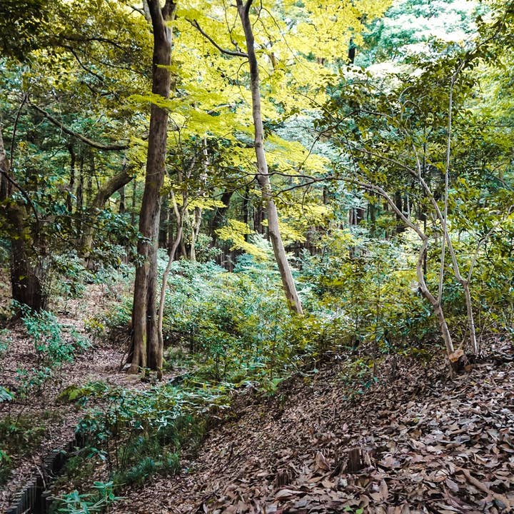 Japan 5 voor wholesale door Autumn Carolynn Photography