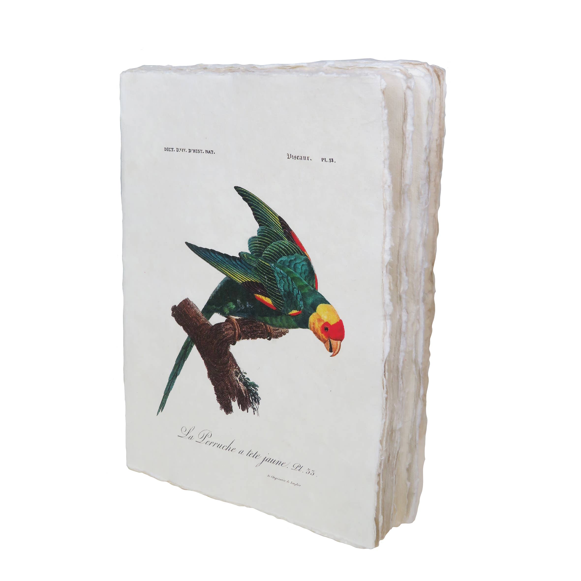 Epigram - Wholesale Notebook - Tropical Bird Parchment Notebook2