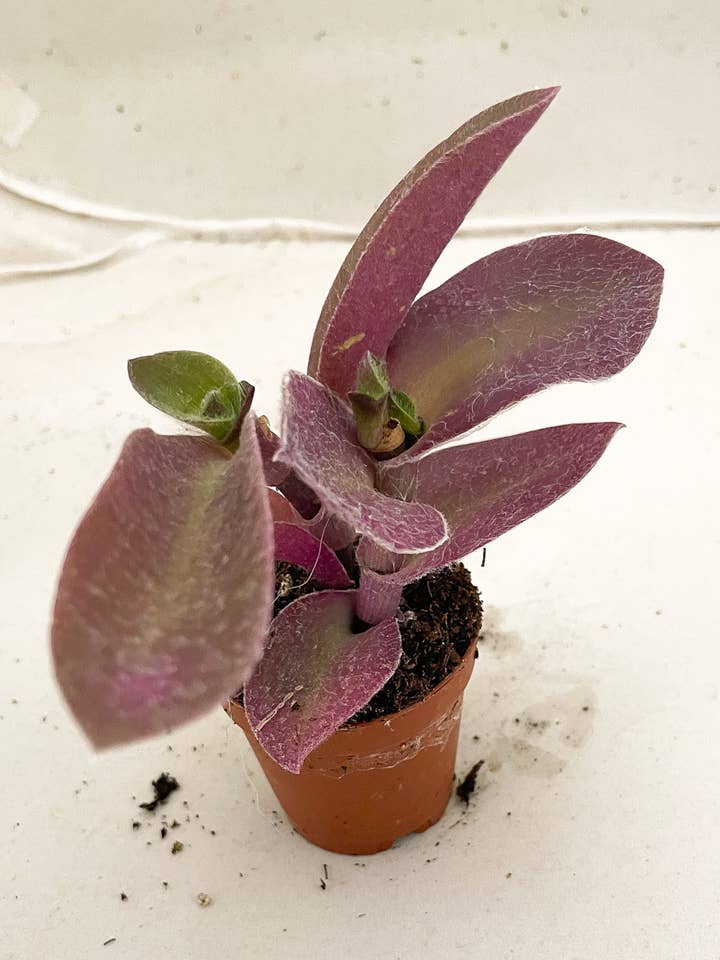 Tradescantia pallida (Fuzzy Wandering Dude) for wholesale by Greens N' Things LLC