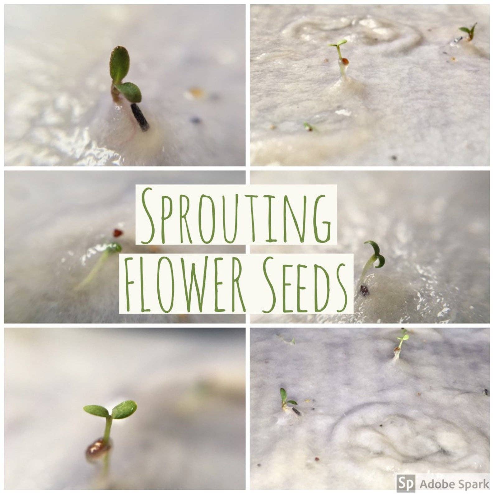 Erika's Whimsical Art – wholesale Birthday card – Plantable Seed Paper Birthday Card, Blank Inside13