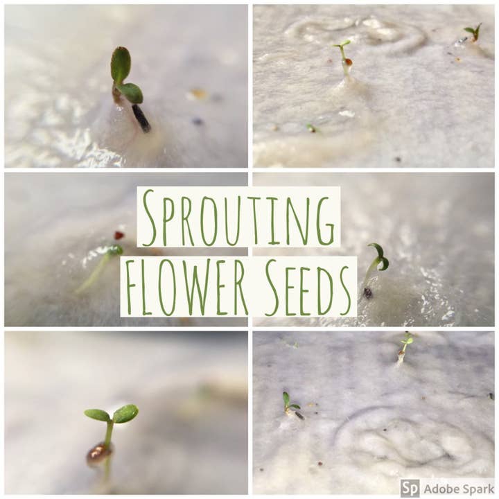 Erika's Whimsical Art – wholesale Easter card – Plantable Seed Paper Easter Card, Blank Inside, Easter Greet10