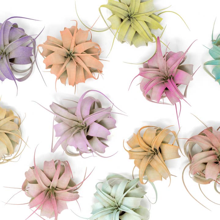 Air Plant Shop - Wholesale Live Plant - Color Enhanced Tillandsia Mini Xerographica Air Plants1