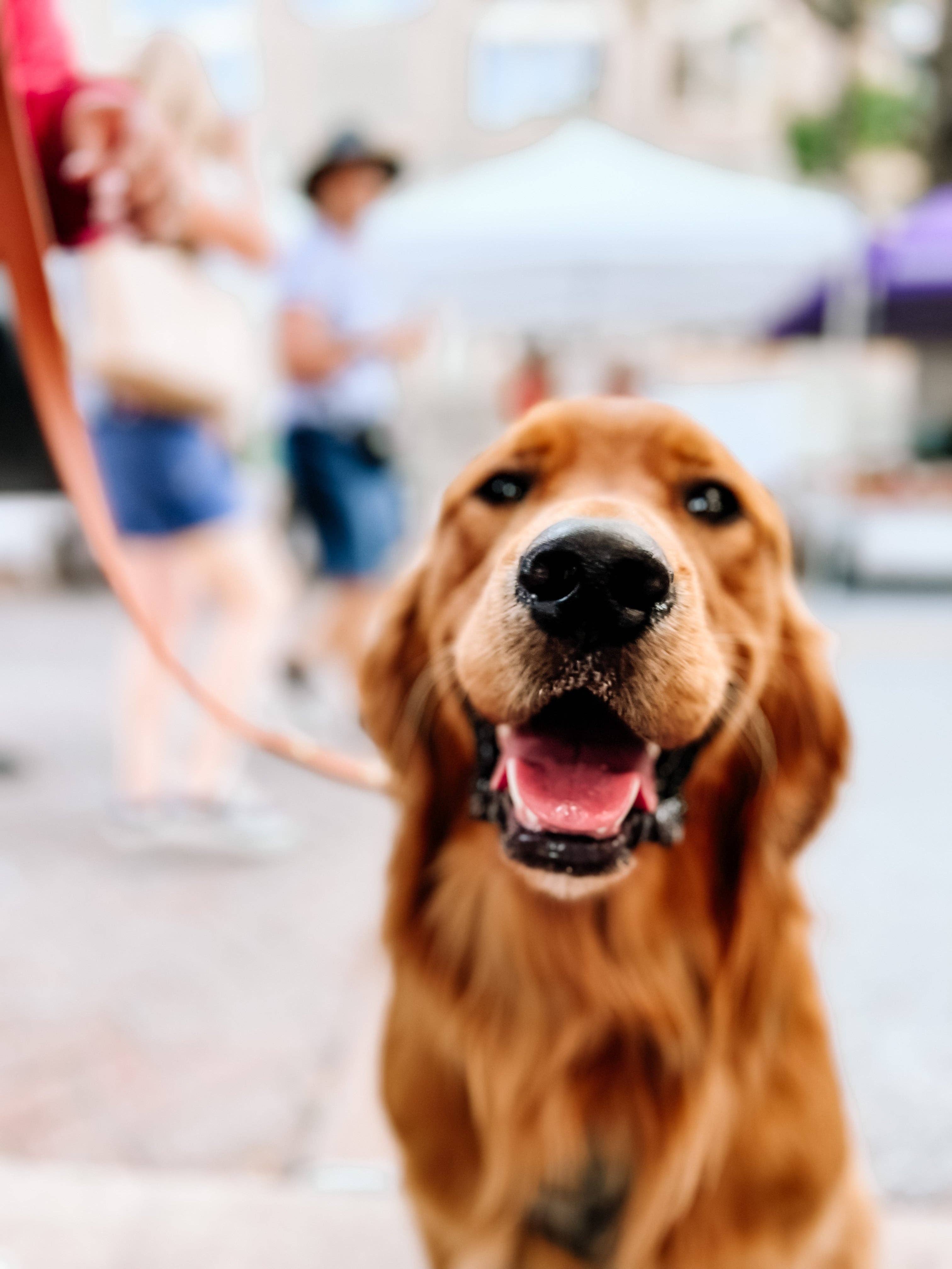 Ruff N' Fluff - Wholesale Pet Leash - Dog - 6 Ft. Adventure Proof Leashes5