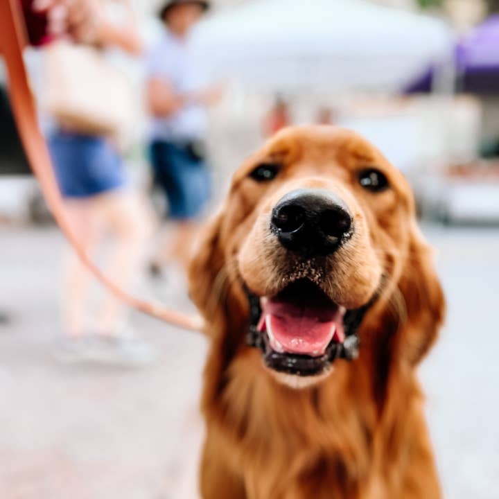 Ruff N' Fluff - Wholesale Pet Leash - Dog - 6 Ft. Adventure Proof Leashes5