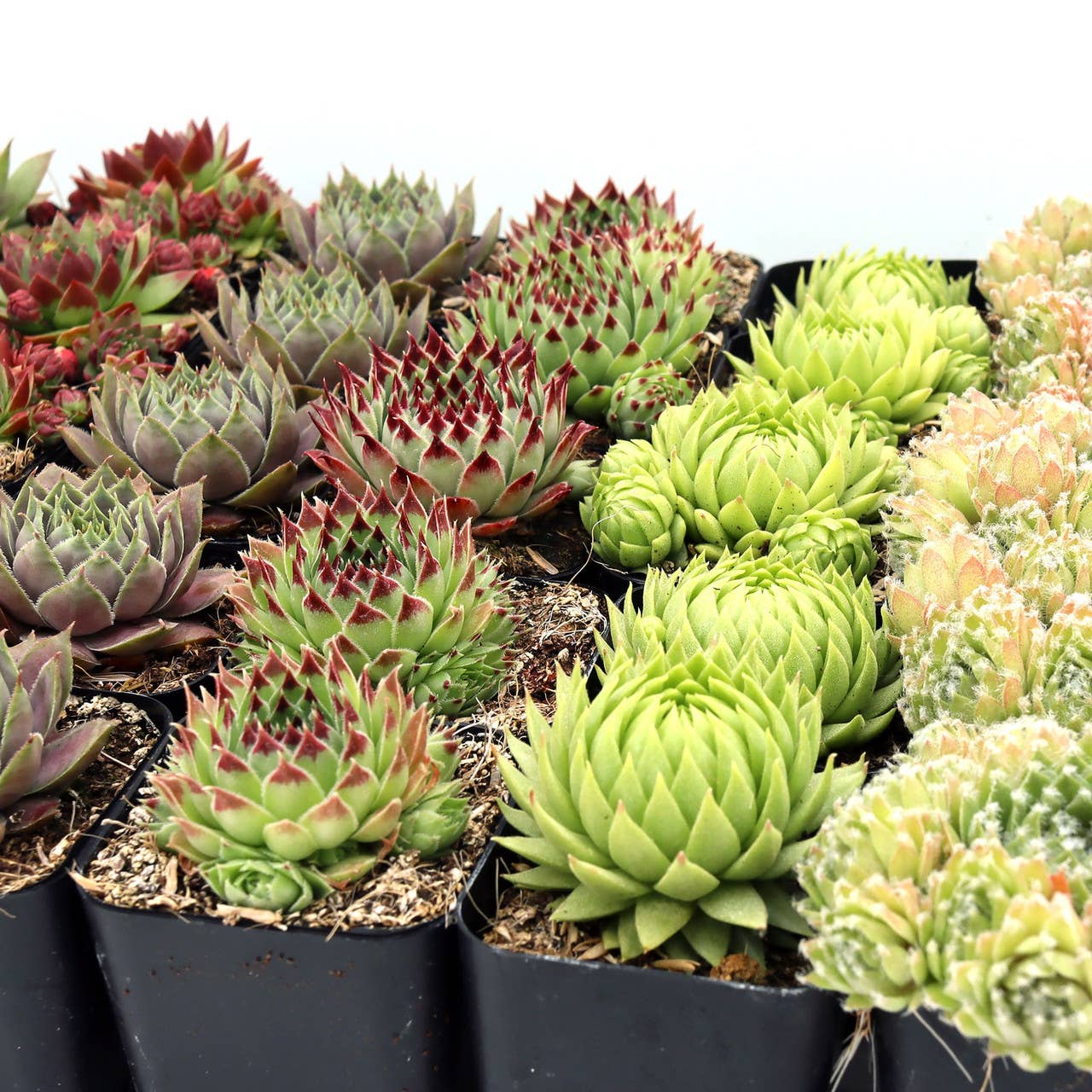 Mountain Crest Gardens - Vente Succulentes - Pack de 50 Sempervivum (10 Variétés, Pots de 2")6