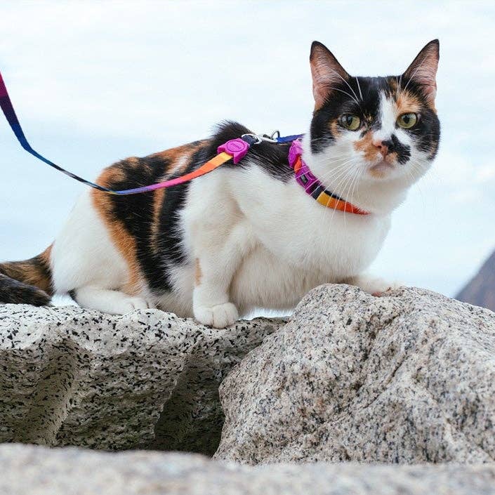 Zee.Dog - Vente Collier – chat - Prisma | Collier pour chat10