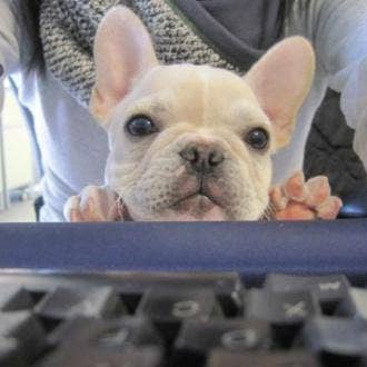 Ich... bin... verdammt niedlich für den Großhandel von The Retrospect Group Collection