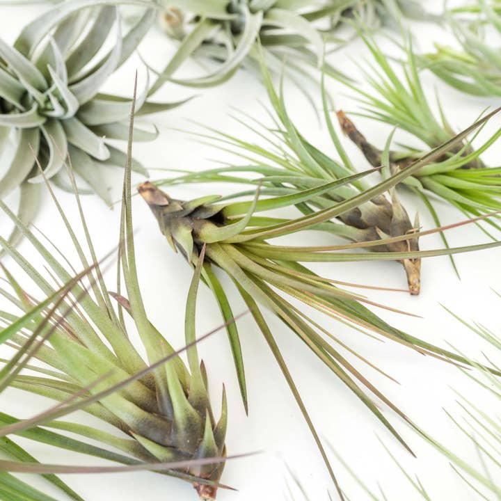 Air Plant Shop - Wholesale Live Plant - The Best Seller Tillandsia Air Plant Pack - 48 Plants