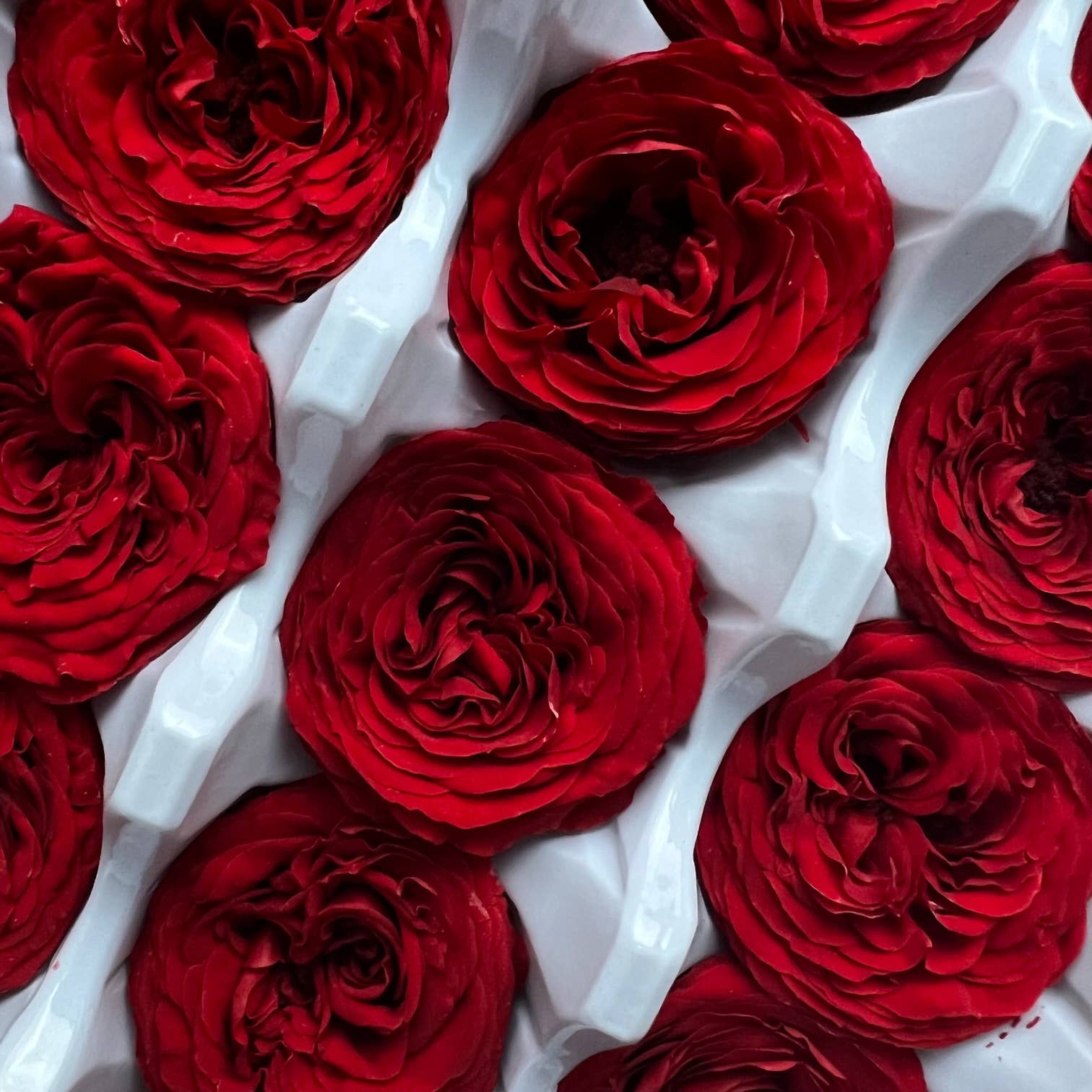 Flowery Work - Wholesale Dried/Pressed Flowers - 3 Colours Small Preserved Austin Rose single piece1