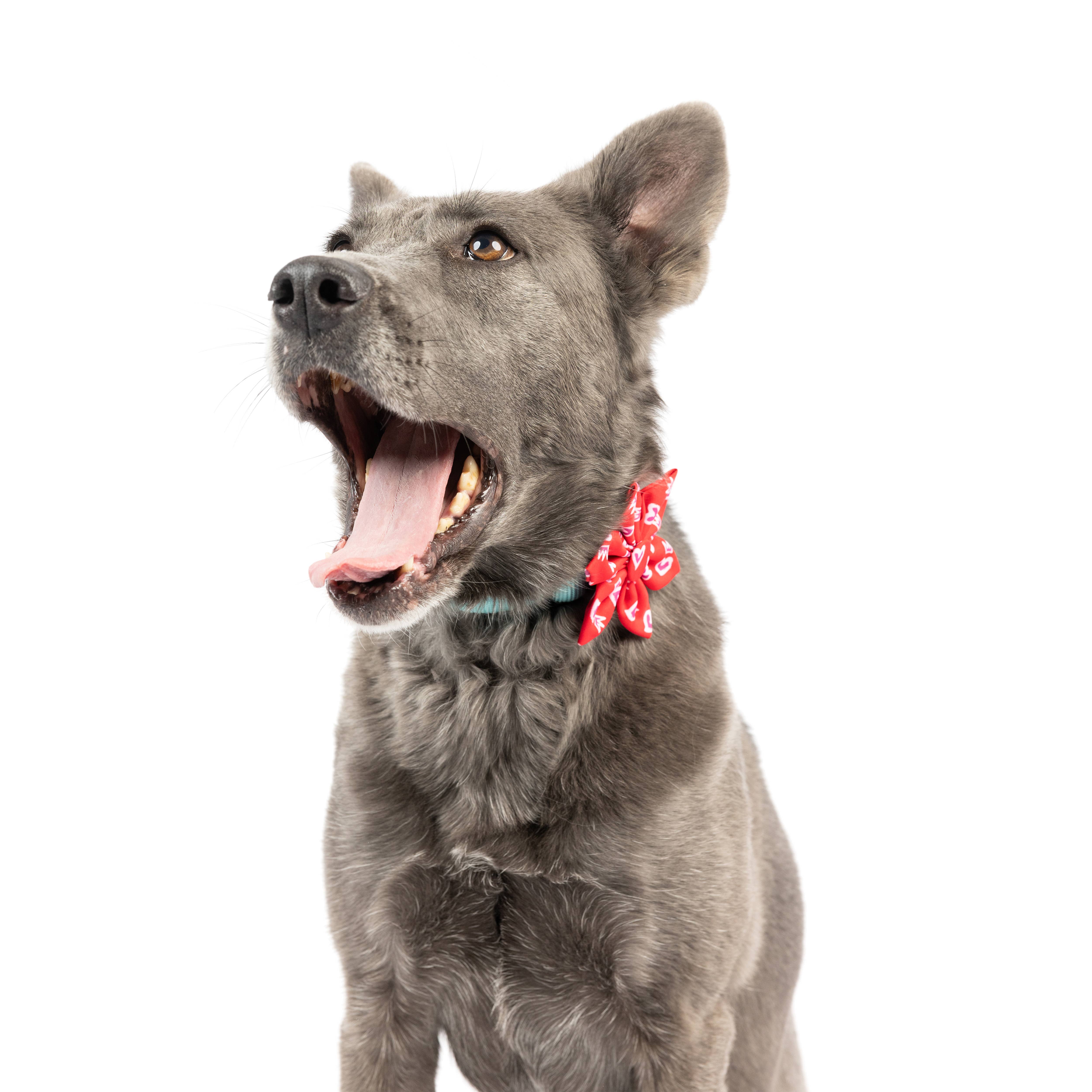 Huxley & Kent – wholesale Fluga - Katt och hund – Kung och drottning av hjärtan Pinwheel2